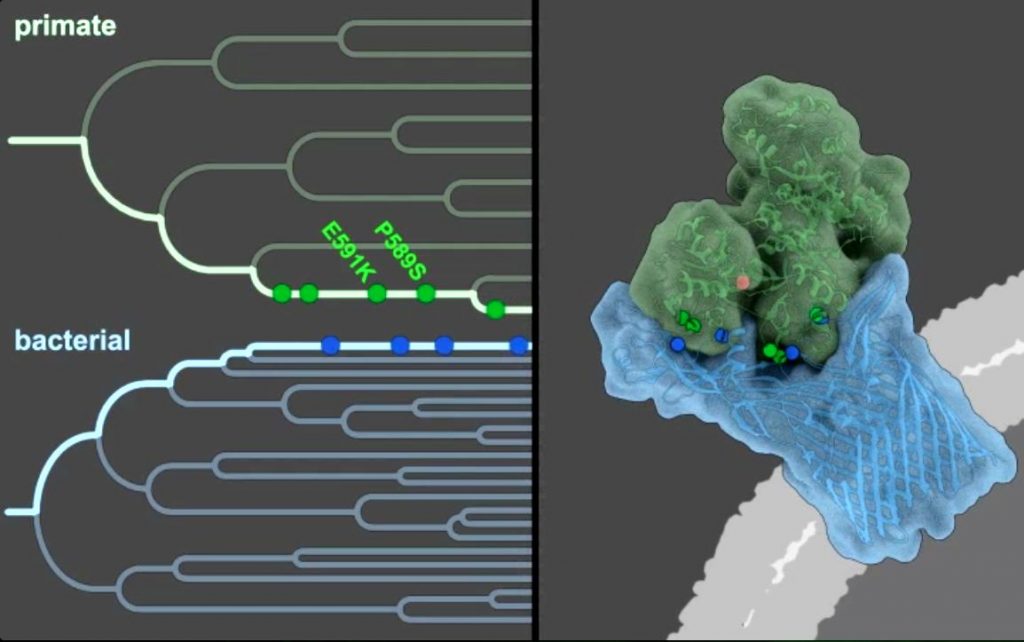 Host Microbe Battles Over Iron