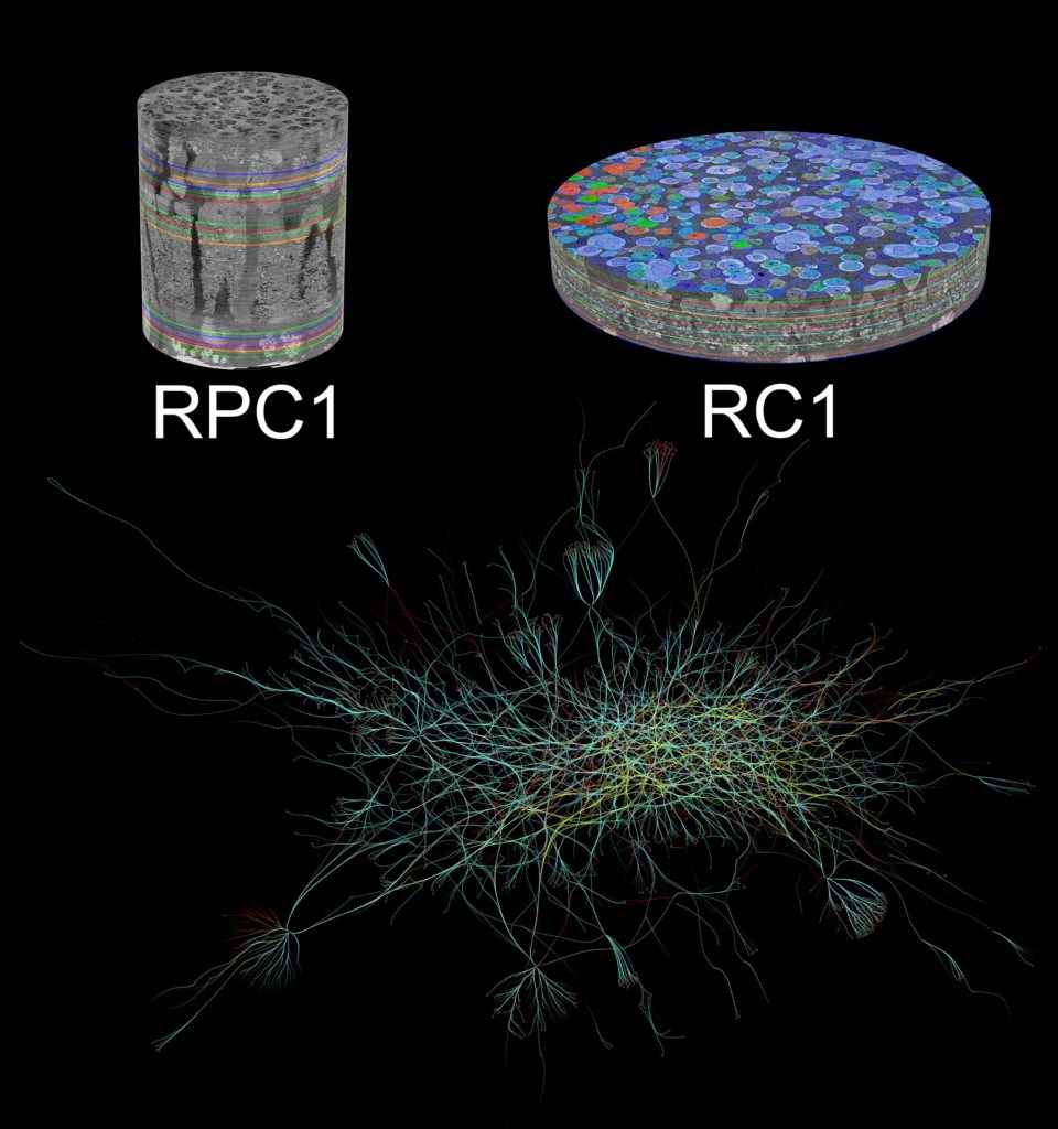 Graphic- Neuronal Connections in the Retina