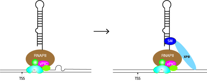 Graphic- Unexpected Antiviral Activity of Spironolactone