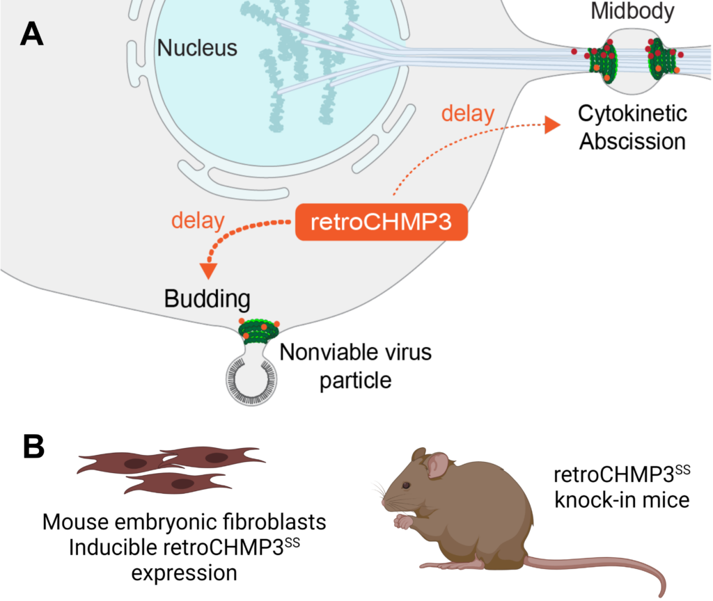 Graphic: A Protein that Blocks Virus Budding