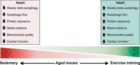 Graphic: Late-in-life Exercise Training Increases Intracellular Protein Recycling in the Heart